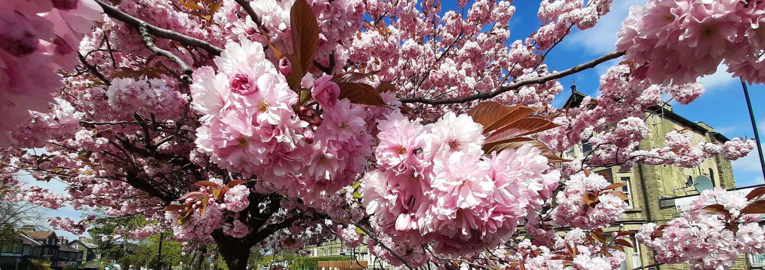Harrogate Blossoms